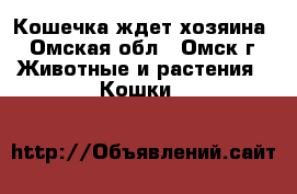 Кошечка ждет хозяина - Омская обл., Омск г. Животные и растения » Кошки   